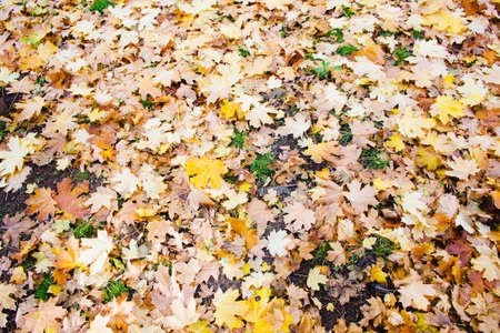 Autumn creative composition. Beautiful maple leaves as a background. Beautiful view. Flat lay, copy space. Colorful fallen leaves ideal for seasonal use. Gold, scarlet, orange, brown are wonderful autumn colors. Colorful image of autumn.の写真素材