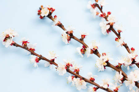 Sprigs of a fruit tree with flowers on a blue background. Place for your text. Spring concept. Top view. Copy space.の写真素材