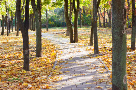 A path in an autumn city park, strewn with fallen leaves. Late autumn. Concept of urban life.の写真素材