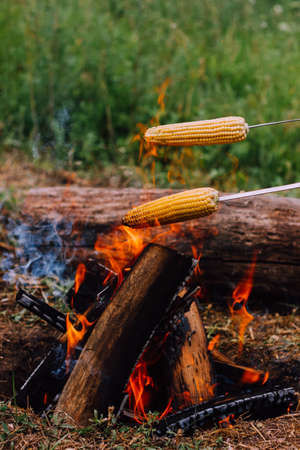 two metal skewers with skewered corn are held over the fire, Frying vegetables outdoors in the wild. Camping conceptの写真素材