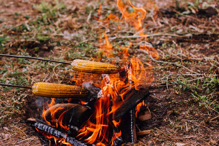 two metal skewers with skewered corn are held over the fire, Frying vegetables outdoors in the wild. Camping conceptの写真素材