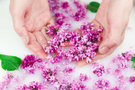 Young hands hold lilac petals in a milk bath, closeup. Elegance, fashionable layout. Card layoutの写真素材