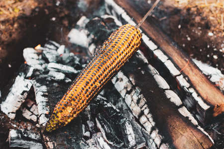 yellow corn is grilled on open coals in the open air, close-up. Cooking food in the wild, on a hikeの写真素材