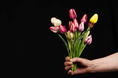 hand holds a large bouquet of delicate multi-colored tulips on a black background, close-up. layout for postcardsの写真素材