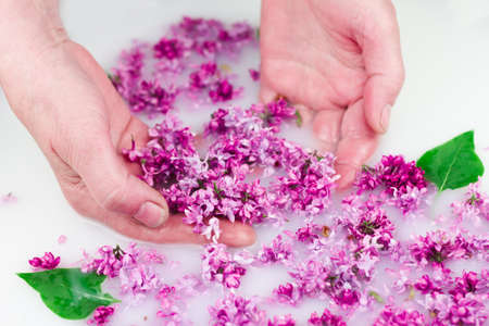 Young hands hold lilac petals in a milk bath, closeup. Elegance, fashionable layout. Card layoutの写真素材