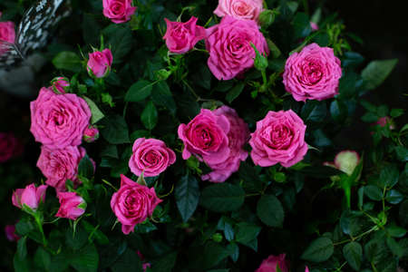A bush of pink roses on a dark green background in the garden in summer. View from above.の写真素材