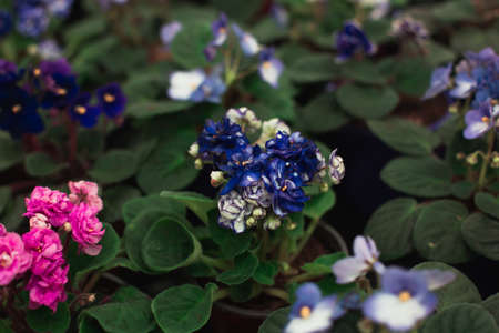 Inflorescence of blue and pink flowers on a dark green background. View from above. Blossom concept.の写真素材