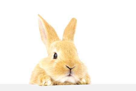 A  fluffy ginger rabbit looks at a signboard. Isolated on white background. Easter Bunny.の写真素材
