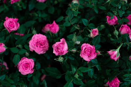 A bush of pink roses on a dark green background in the garden in summer. View from above.の写真素材