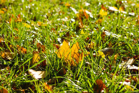 Fallen maple leaves on the grass. Autumn concept of fallen leaves on green grass lawn. Dry leaves contrast with green grass.の写真素材