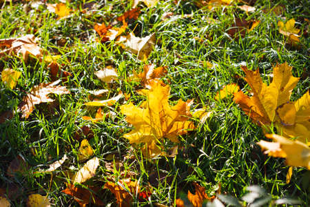 Fallen maple leaves on green grass, selective focus. Beautiful calm sunny autumn landscape. View from above.の写真素材