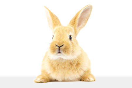 A  fluffy ginger rabbit looks at a signboard. Isolated on white background. Easter Bunny.の写真素材