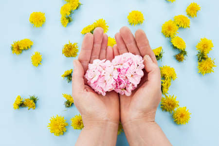 hands are holding bright flowers on a pastel blue background with dandelions background. Fashionable layoutの写真素材