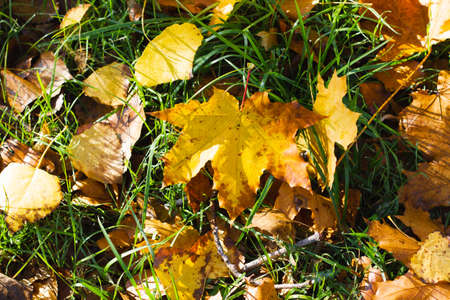 Fallen maple leaves on the grass. Autumn concept of fallen leaves on green grass lawn. Dry leaves contrast with green grass.の写真素材