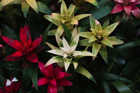 Beautiful red and pungent flowers close-up on a dark background. Flowers in natural natural dark tones design. View from above.の写真素材