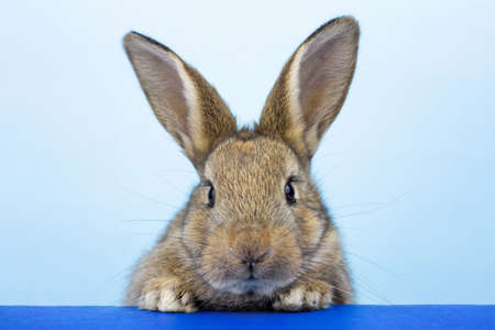 Cute adorable brown bunny sitting on an isolated blue background. A cute bunny is sitting alone. Easter concept.の写真素材