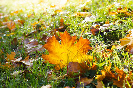 Autumn fallen yellow leaf on a background of green grass. Fall concept. View from above.の写真素材
