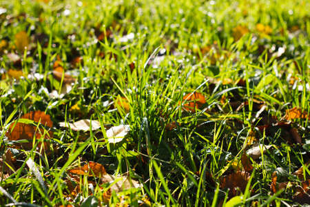 Fallen maple leaves on green grass, selective focus. Beautiful calm sunny autumn landscape. View from above.の写真素材