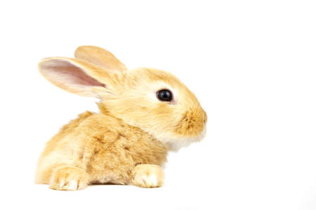 Cute fluffy home ginger bunny isolated on white background. Side view. Nature concept.の写真素材