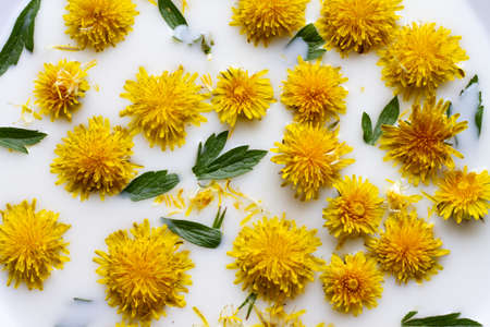 Closeup of yellow dandelion flowers float in white milk. Fashionable layout, natural backgroundの写真素材