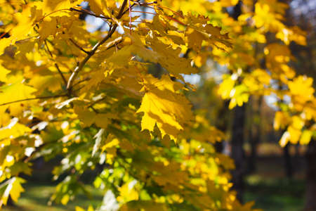 Bright autumn leaves in natural environment. Yellow-orange background. Nature concept.の写真素材