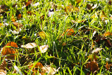 Fallen maple leaves on green grass, selective focus. Beautiful calm sunny autumn landscape. View from above.の写真素材