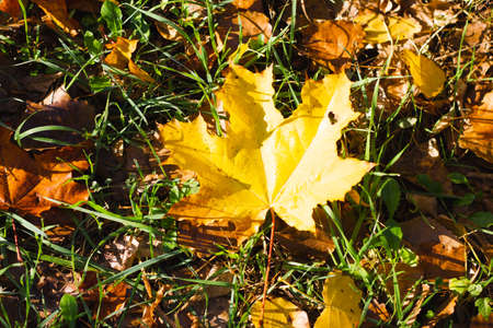 Autumn fallen yellow leaf on a background of green grass. Fall concept. View from above.の写真素材