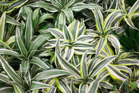 Green bright leaves with two stripes on the sides. Nature concept. View from above.の写真素材