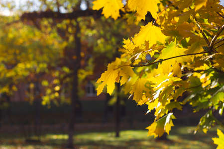 Bright autumn leaves in natural environment. Yellow-orange background. Nature concept.の写真素材