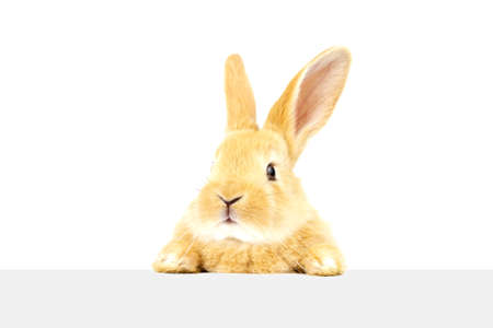 A little fluffy ginger rabbit looks into a banner. Easter cute bunnies isolated on white background.の写真素材
