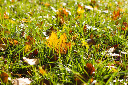 Fallen maple leaves on green grass, selective focus. Beautiful calm sunny autumn landscape. View from above.の写真素材