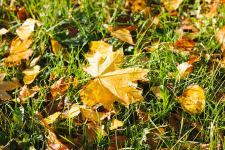 Fallen maple leaves on green grass, selective focus. Beautiful calm sunny autumn landscape. View from above.の写真素材
