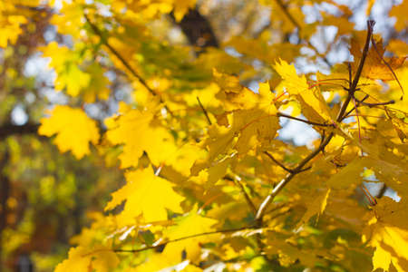 Bright autumn leaves in natural environment. Yellow-orange background. Nature concept.の写真素材