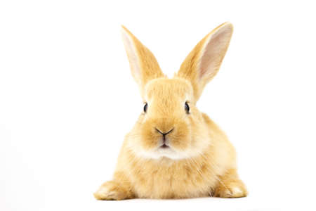 Head of a red-haired rabbit with lowered ears isolated on a white background. Easter concept.の写真素材