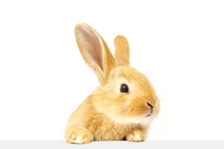 A little fluffy ginger rabbit looks into a banner. Easter cute bunnies isolated on white background.の写真素材