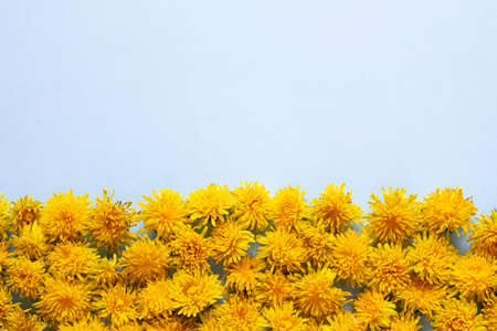 a bunch of yellow dandelion flowers are located at the bottom of the frame on a pastel blue background, place for textの写真素材