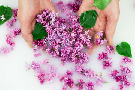 Young hands hold lilac petals in a milk bath, closeup. Elegance, fashionable layout. Card layoutの写真素材