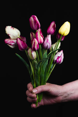 hand holds a large bouquet of delicate multi-colored tulips on a black background, close-up. layout for postcardsの写真素材