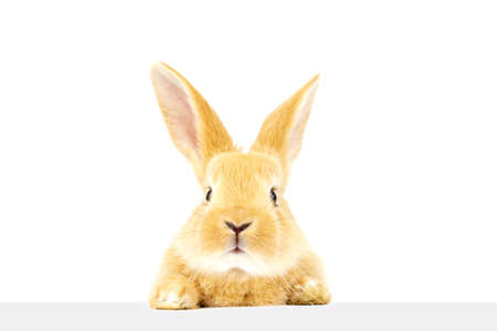 A cute fluffy ginger rabbit looks at the signboard. A beautiful animal. Easter concept.の写真素材