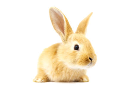 Cute fluffy home ginger bunny isolated on white background. Side view. Nature concept.の写真素材