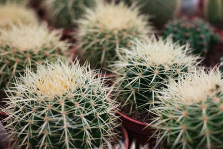 Beautiful and thorny cacti with lots of needles growing in a special garden. View from above. Nature concept.の写真素材