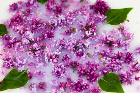 delicate petals of lilac in milk close-up, layout for cardsの写真素材