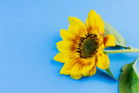 Sunflower on a blue background. View from above. Place for your text.の写真素材