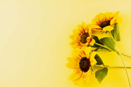 Sunflowers on a yellow background. View from above. Place for your text.の写真素材