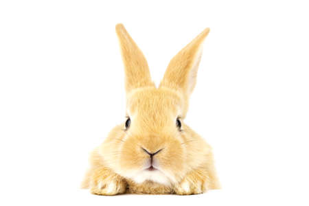 Head of a red-haired rabbit with lowered ears isolated on a white background. Easter concept.の写真素材