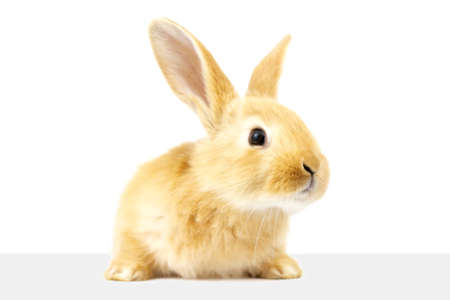 A  fluffy ginger rabbit looks at a signboard. Isolated on white background. Easter Bunny.の写真素材