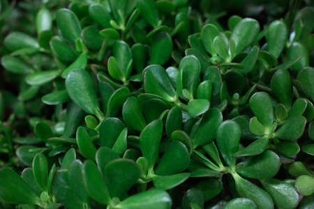 The foliage is dark green in a round shape. Low key, horizontal background or banner. View from above.の写真素材