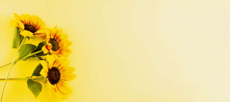 Three flowers of a sunflower on a yellow background. View from above. Place for your text.の写真素材