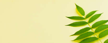 A thin twig with broad-leaved green leaves on a bright yellow background. Photo banner. View from above. Place for your text.の写真素材