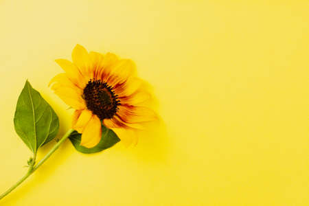 Sunflower on a yellow background. View from above. Place for your text.の写真素材